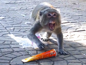 Malicious Cambodian Monkey