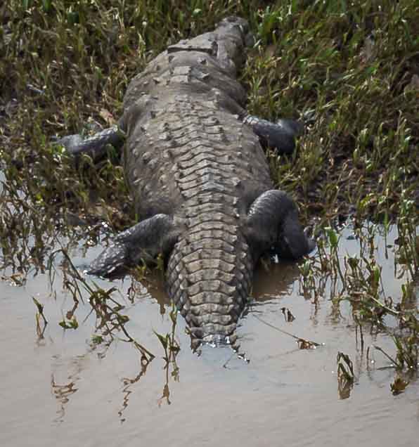 Crocodile Bridge Costa Rica - Gigantic crocodile in Tarcoles River