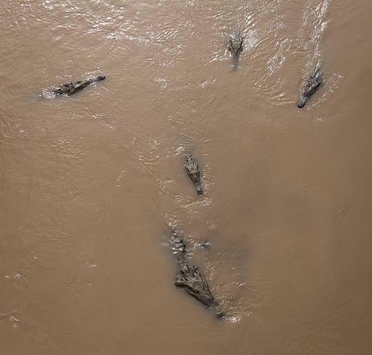About 5 crocodiles swimming in the Tarcoles River - Crocodile Bridge Costa Rica