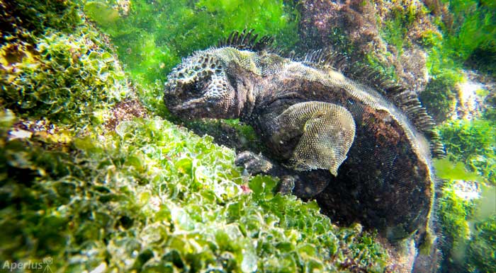 marina iguana eating under water in Darwin's Bay
