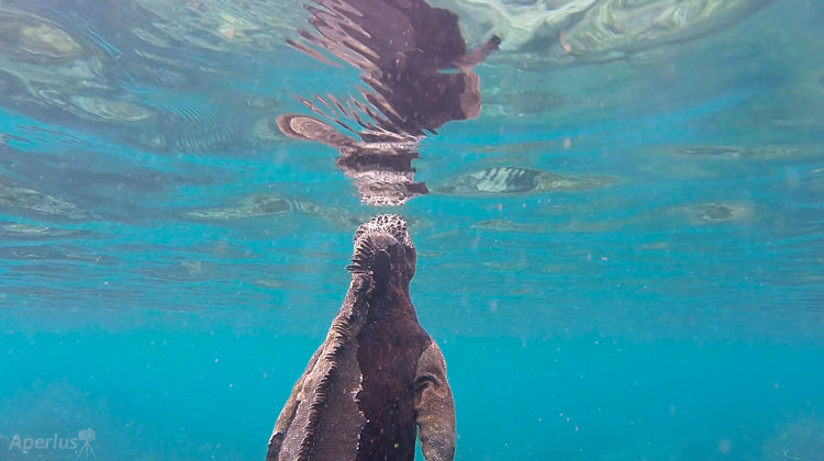 Marine Iguanas Swimming and Eating Underwater – Video