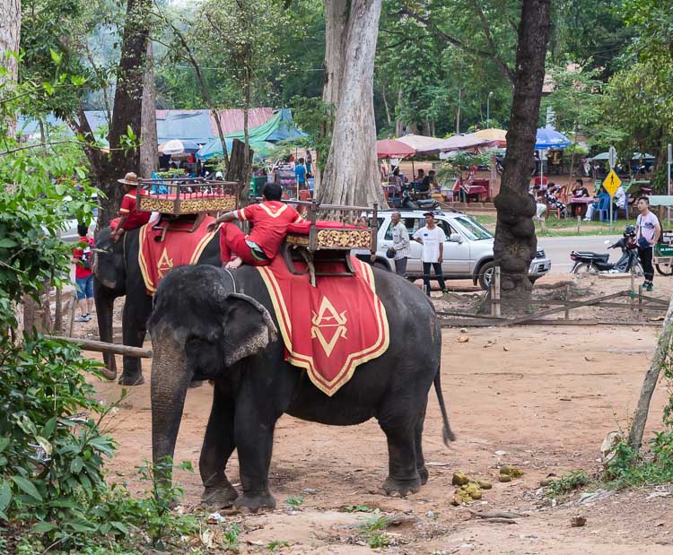elephant riding in Angkor Wat