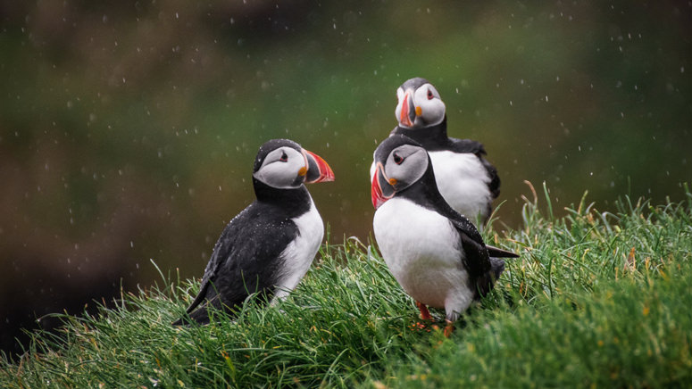 rule of odds composition puffins