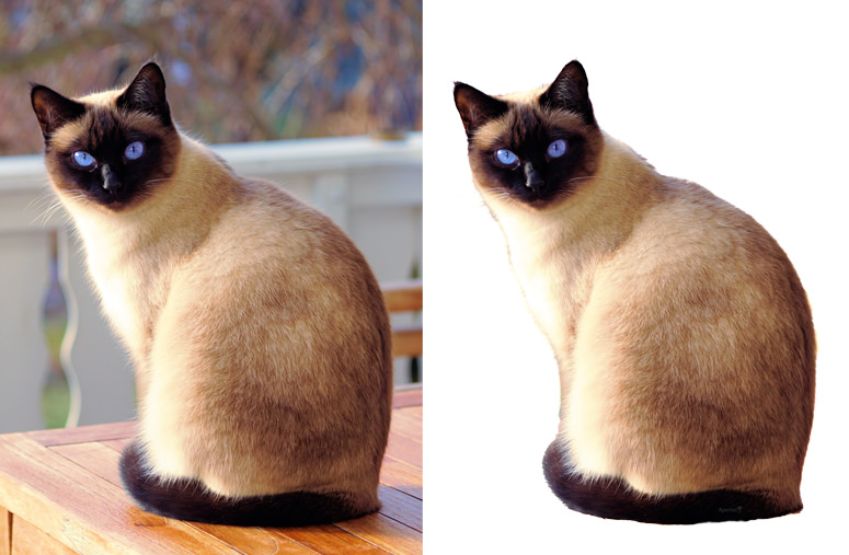 ejemplo de antes y después de topaz mask ai usando un gato