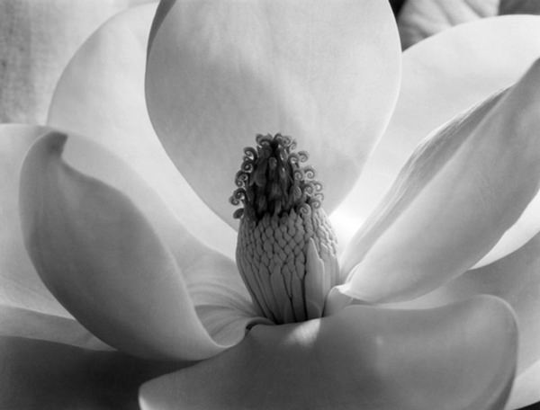 flower photographed by Imogen Cunningham