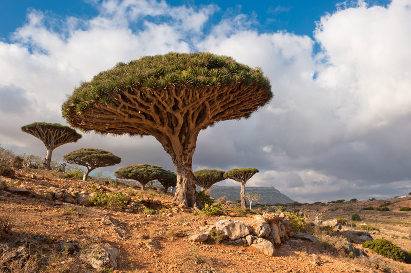 Árboles dragón en la isla de Socotra, Yemen.