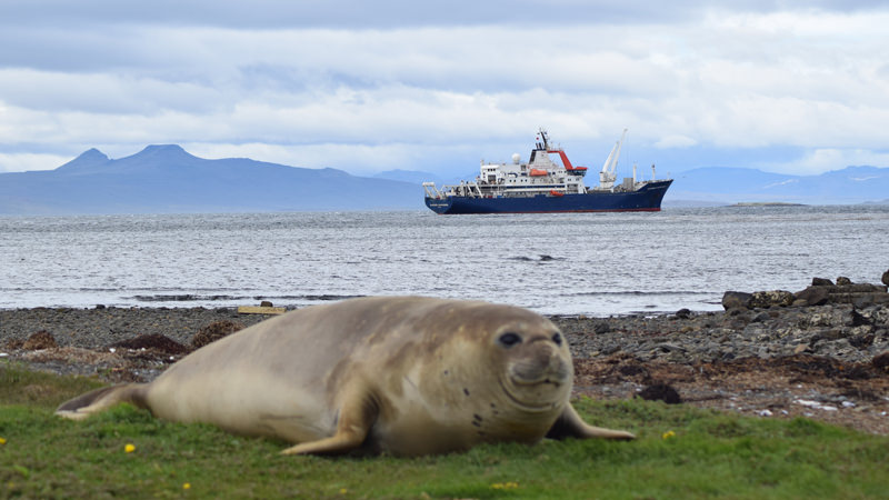Elephant seal and ship on Kerguelen Island, South Indian Ocean