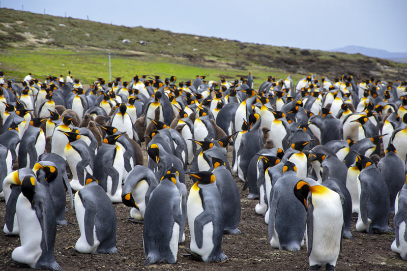 Pingüinos rey en las Islas Malvinas. Una de las islas más remotas.