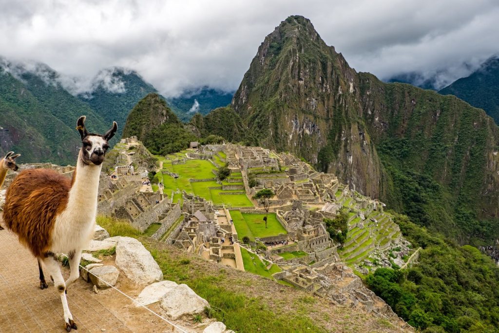Alpaca in Machu Picchu