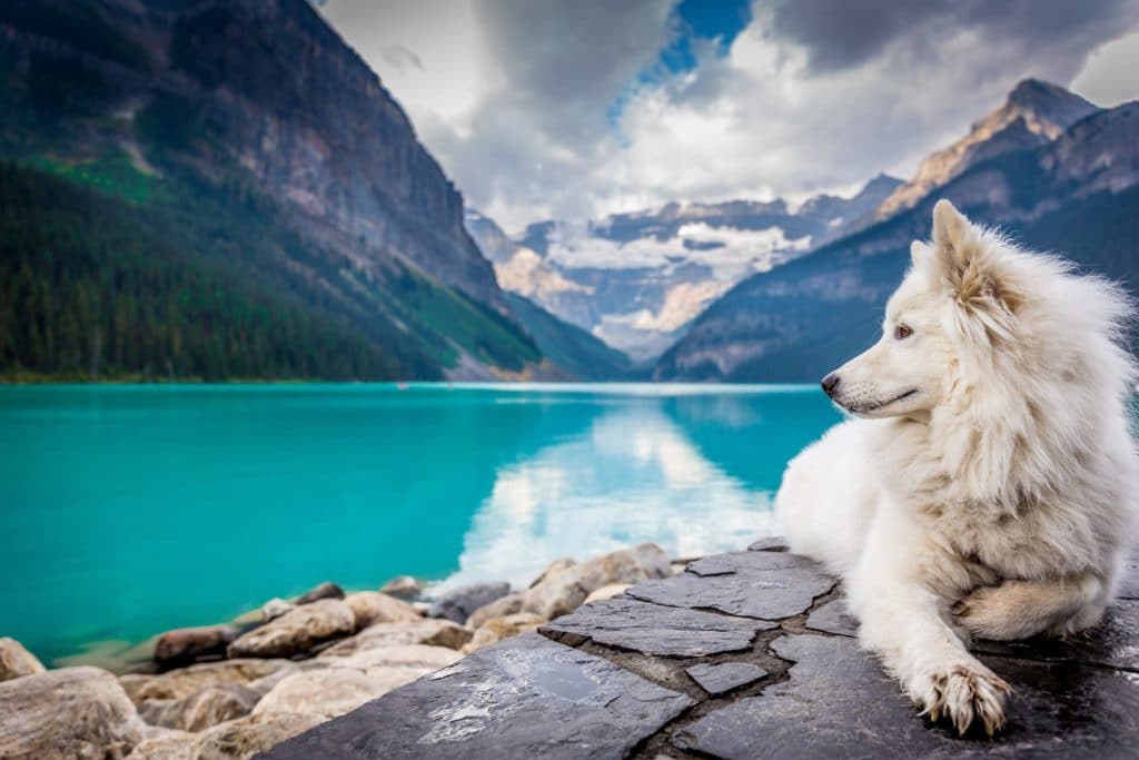 Lake Louise, best places to hike in Canada. White husky.