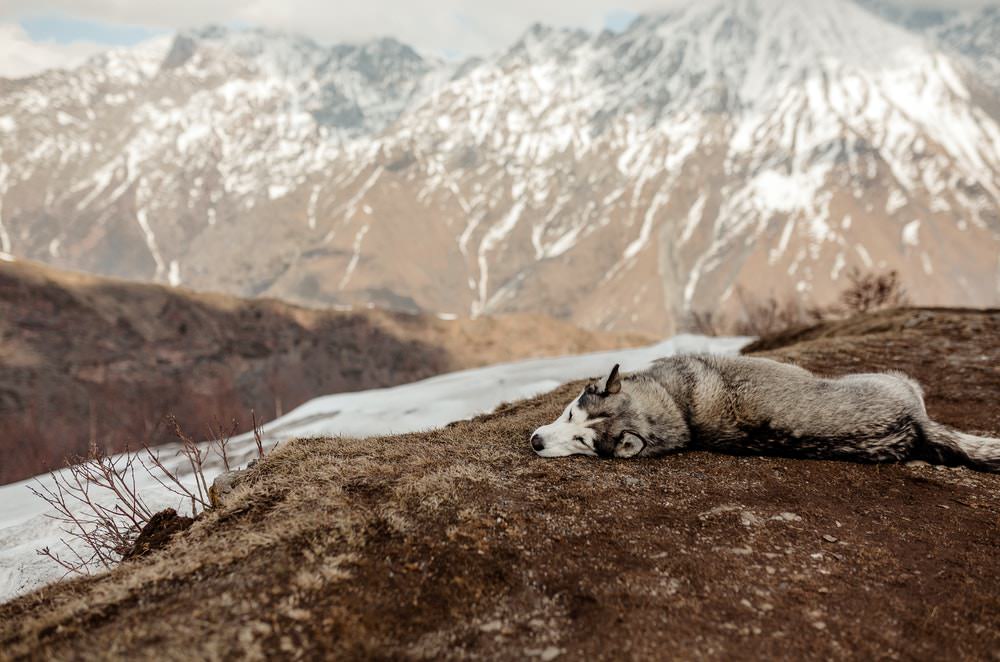 husky relaxing from hiking