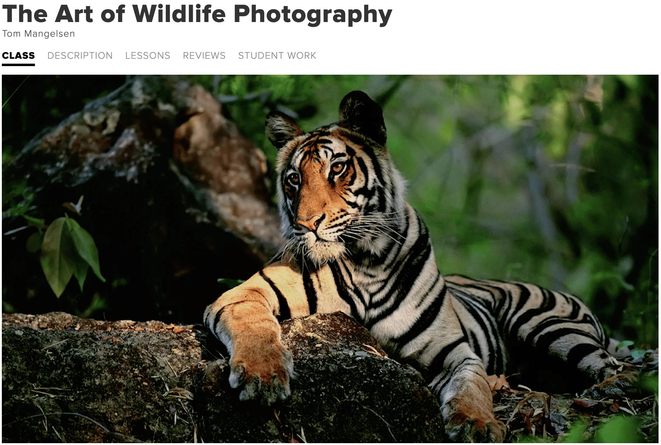 art of wildlife photography online course creative live
