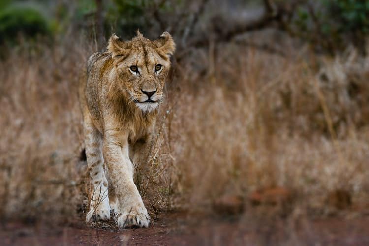 young male lion