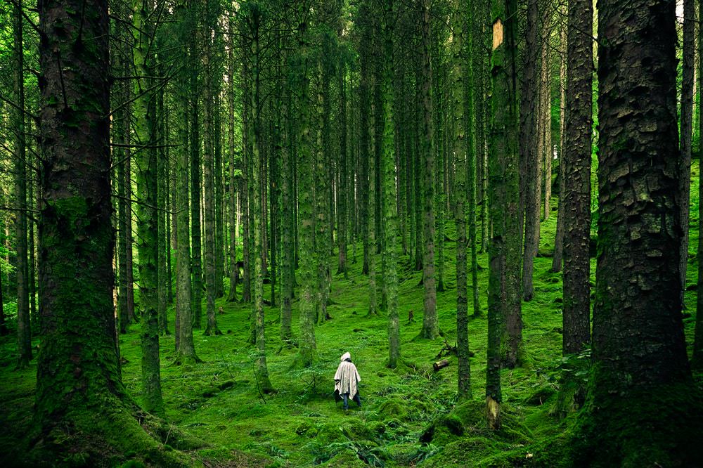 hiker going through lush green forest and vegetation