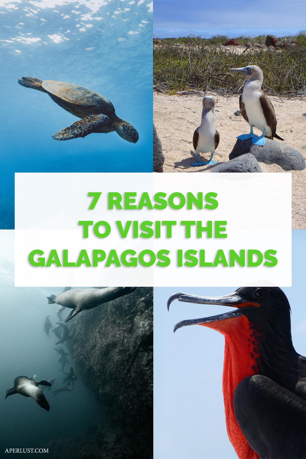 7 reasons to visit the galapagos islands pinterest