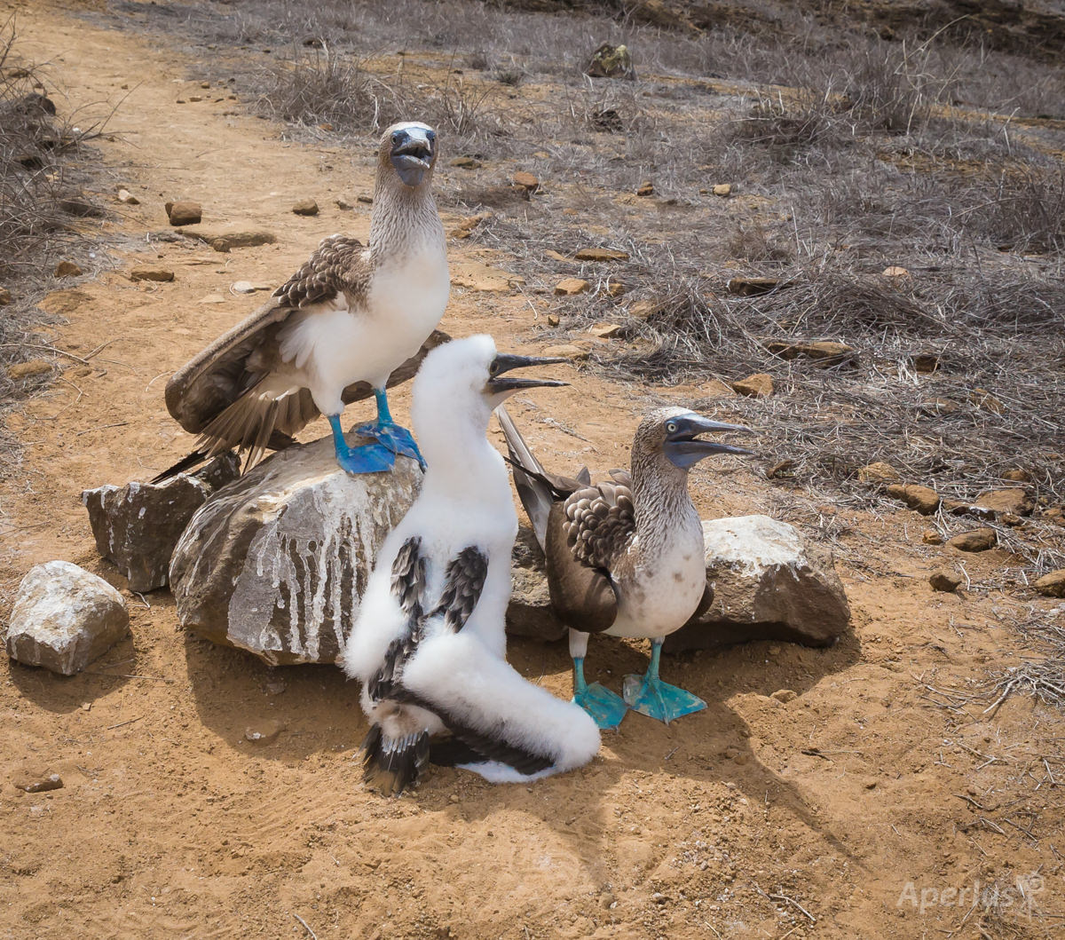 blue-footed boobies on Punta Pitt, San Cristobal Island, Galapagos