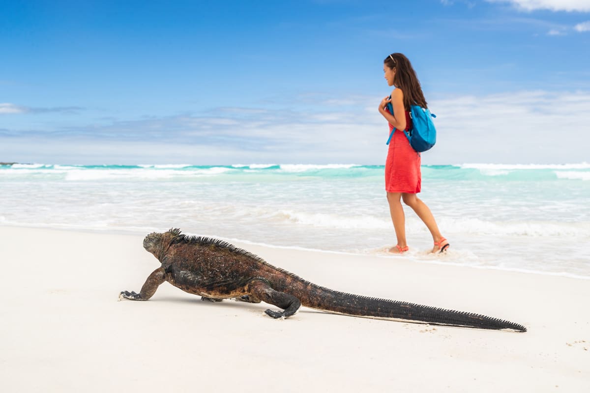 marine iguana and woman walking on beach at Tortuga Bay, San Cristobal, Galapagos