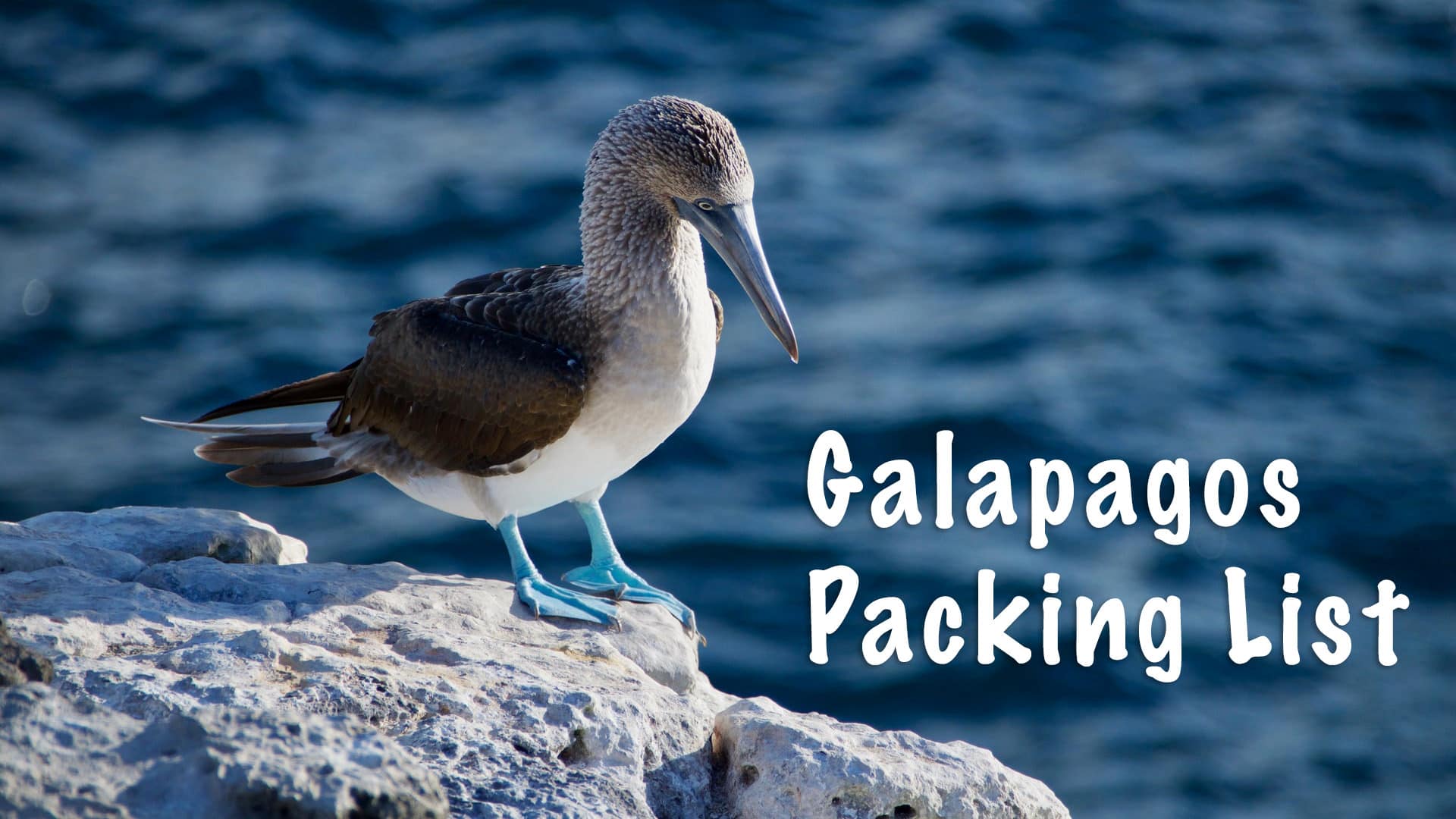 The Ultimate Galapagos Packing List | 23 Essential Items