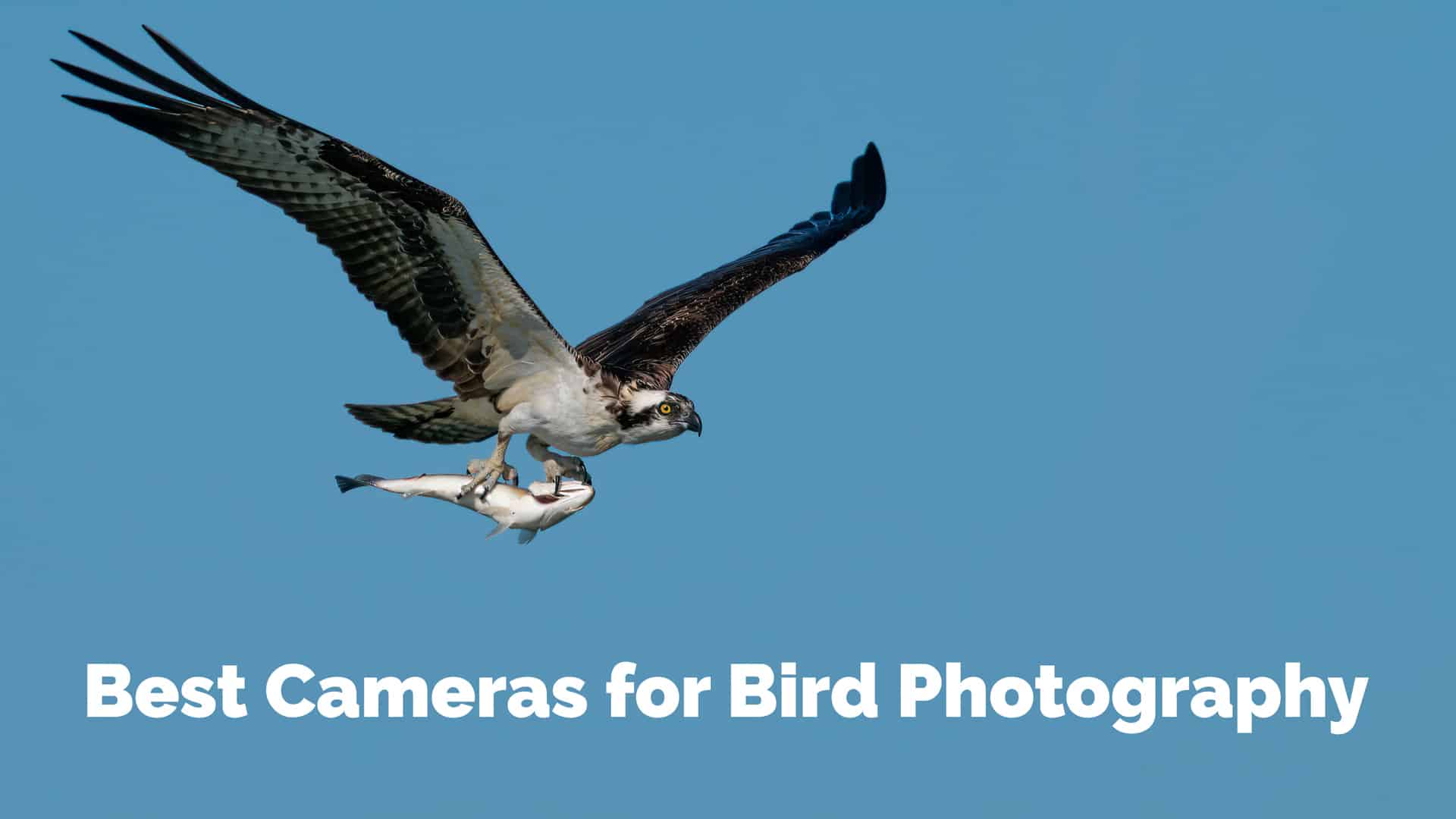 10 Best Bird Photography Cameras and Lenses | 2022 Review