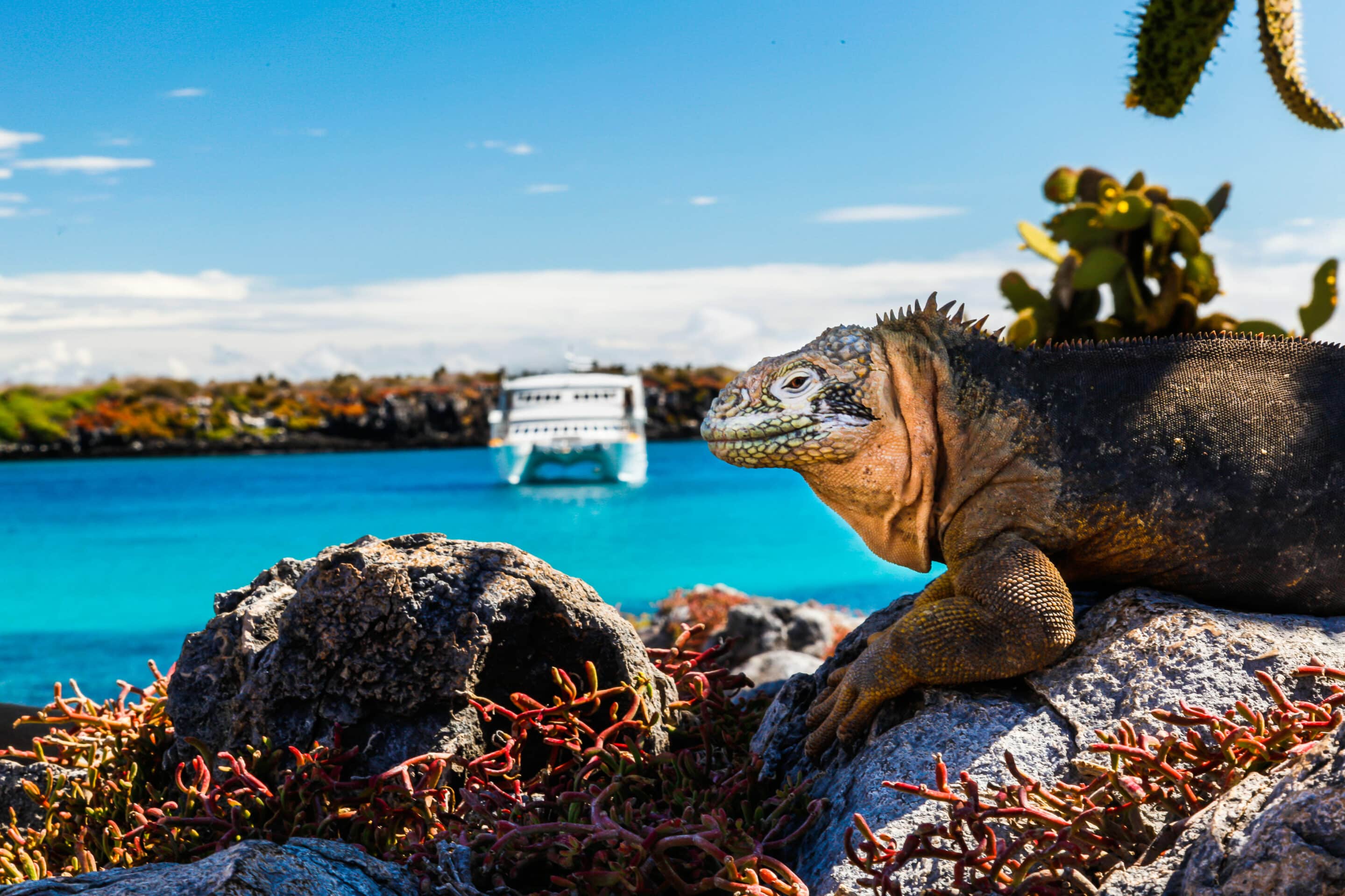 Galapagos Cruises vs Land-Based Tours - Iguana on land with cruise ship in the background