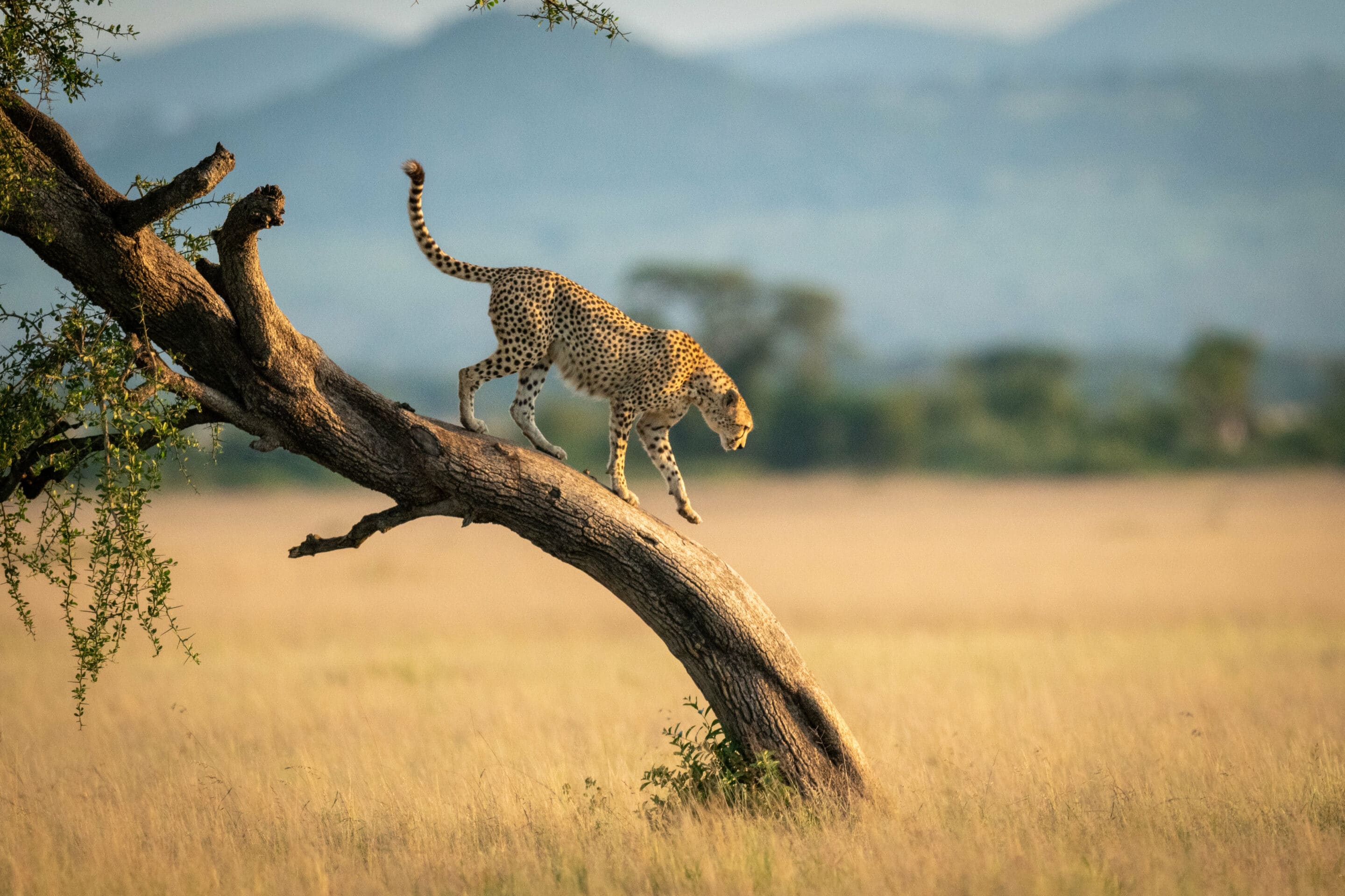 Cheetah walks down a twisted tree in the savannah