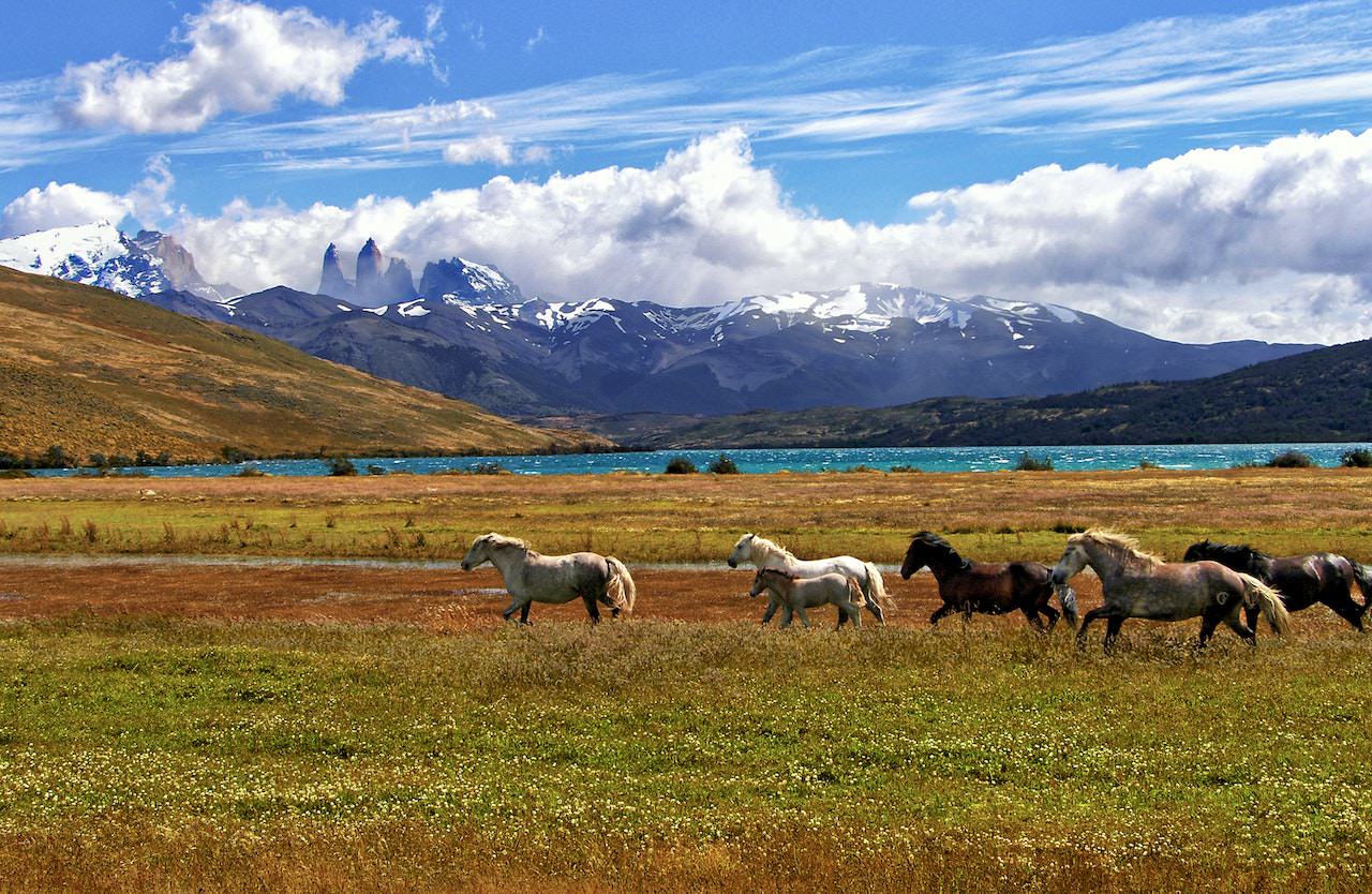 Herd of horses, Torres del Paine