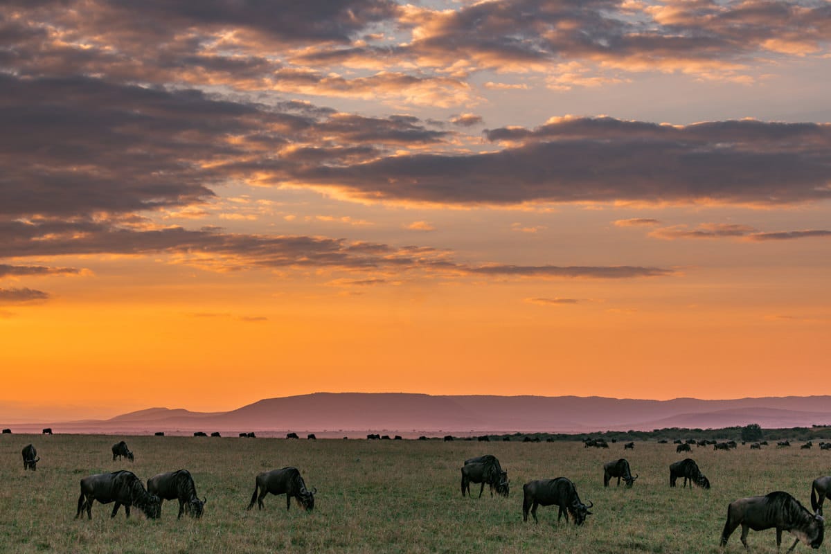Landscape of Serengeti National Park with wildebeest in foreground.