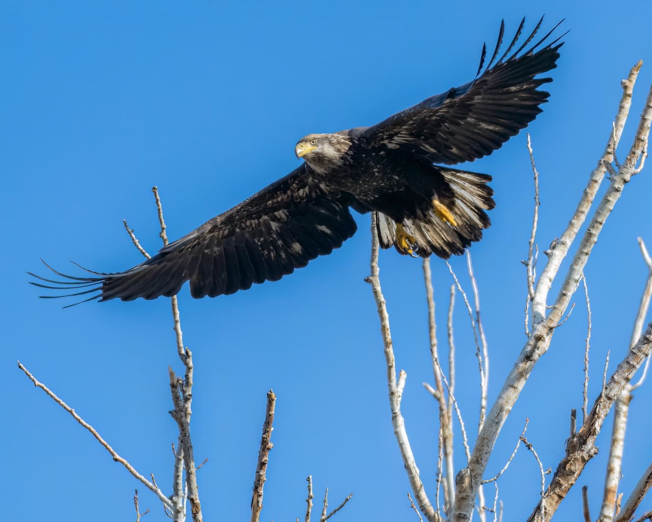 Eagle soaring with tree branches in the background