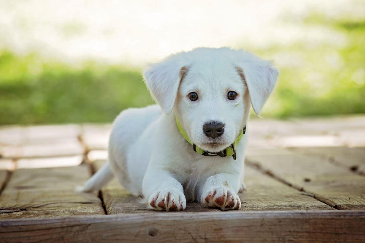 Best cameras for dog photography: labrador retriever puppy portrait